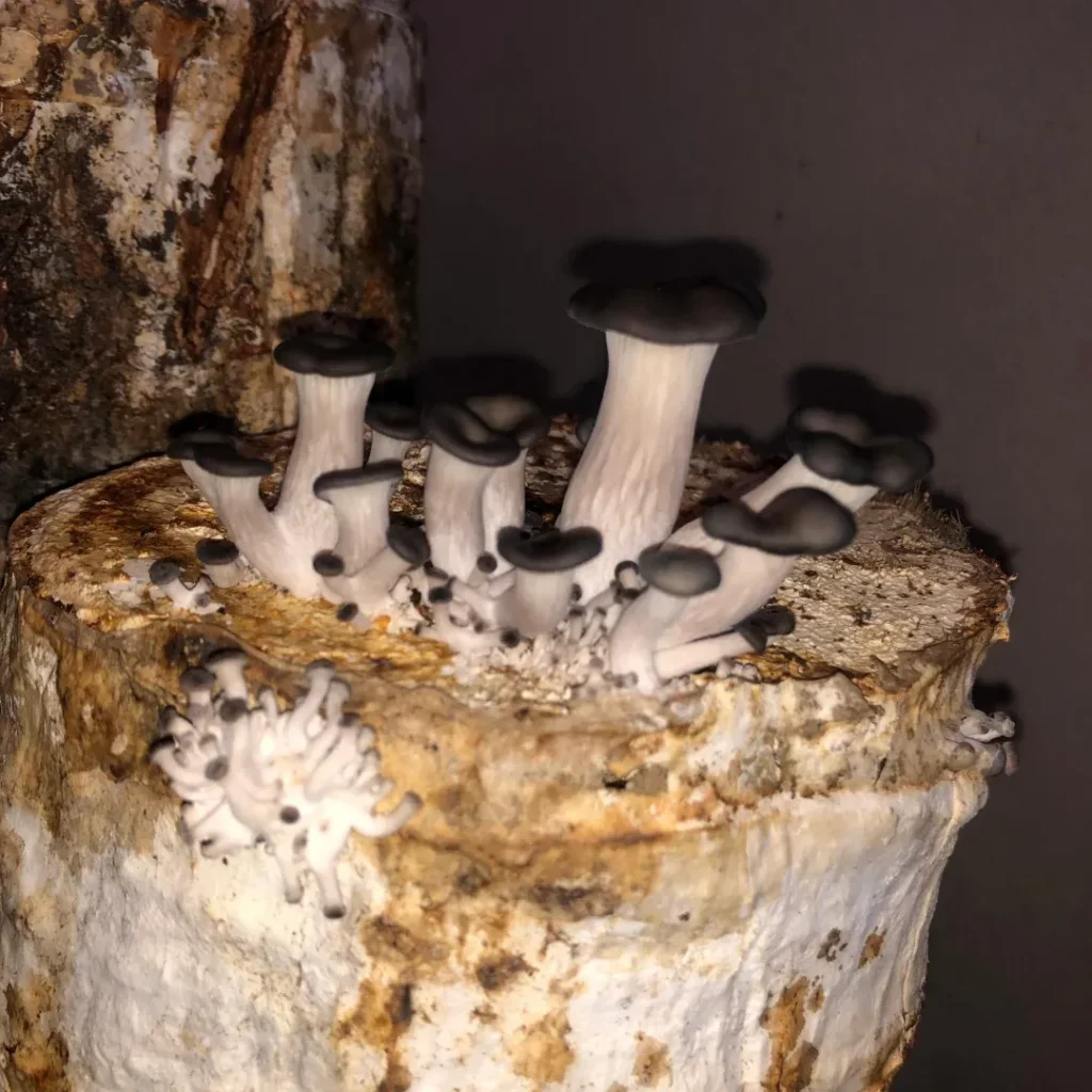 imgi 16 671144705 17934484230238726 7235406987734834084 n (1)